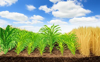 Illustration fertile