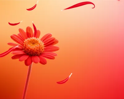 Illustration bittersweet - Image 1