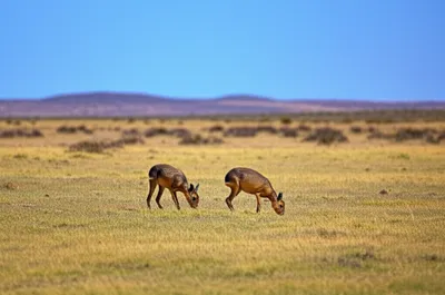 Illustration mara - Image 1