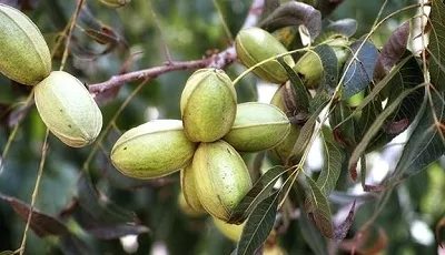 Illustration hickory - Image 2