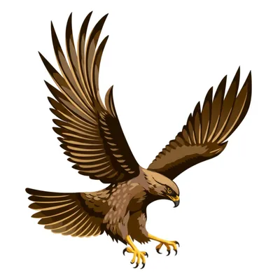 Illustration hawk - Image 1