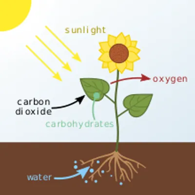 Illustration photosynthesis - Image 2