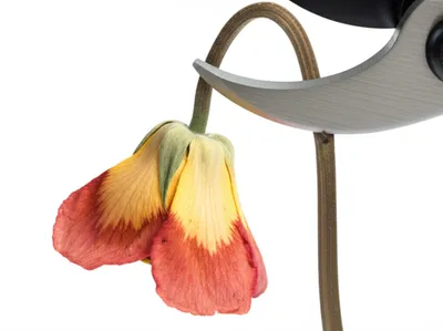 Illustration rebukes - Image 1