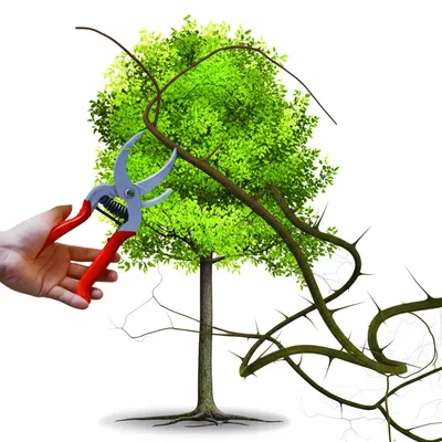 Illustration rationalizes - Image 1