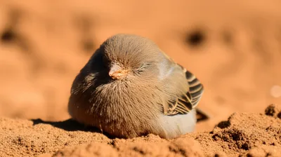 Illustration dusted - Image 1