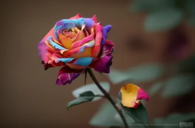 Illustration fades - Image 1