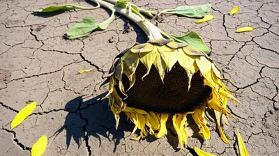 Illustration fallen - Image 1