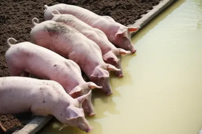 Illustration slops - Image 1