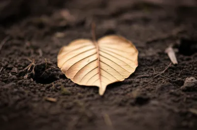 Illustration dead - Image 1