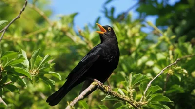 Illustration merles - Image 1