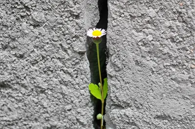 Illustration spite - Image 1