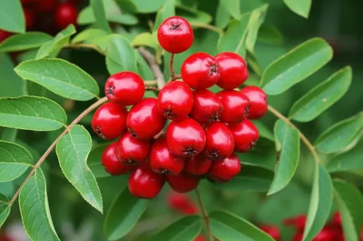 Illustration checkers - Image 1