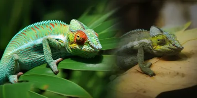 Illustration shew - Image 1