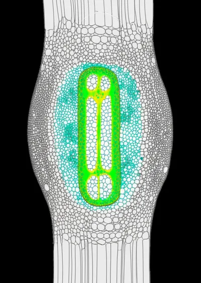 Illustration local - Image 1