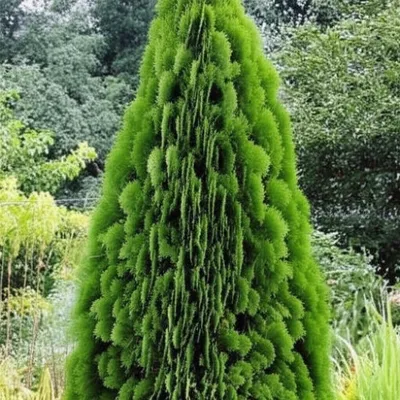 Illustration thuya - Image 1