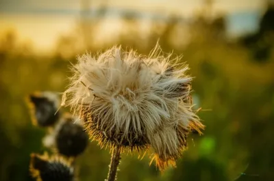 Illustration downs - Image 1