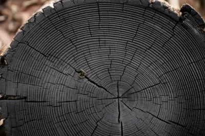 Illustration ironwood - Image 1