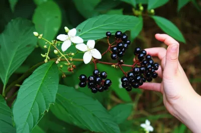 Illustration nightshade