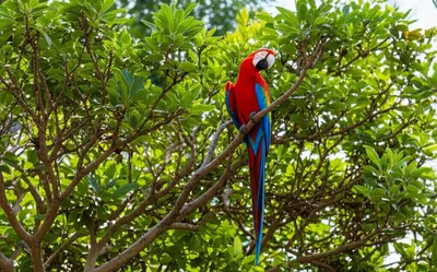 Illustration perches - Image 1