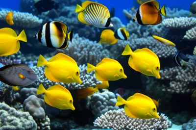 Illustration tang - Image 1