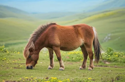 Illustration tattoo - Image 1