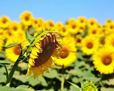 Illustration deficiencies