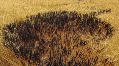 Illustration brand - Image 1