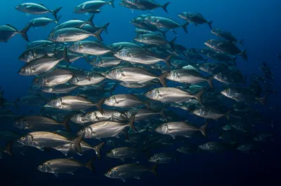 Illustration sculls - Image 1