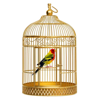 Illustration captive - Image 1