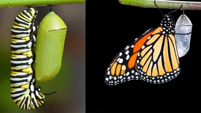 Illustration transformed - Image 1