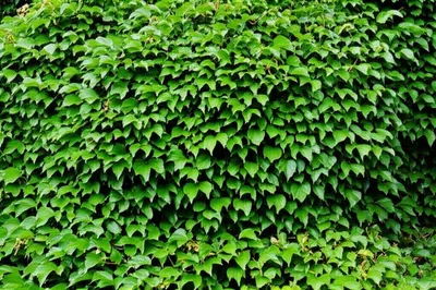 Illustration tods - Image 1