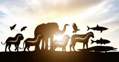 Illustration vertebrate - Image 1