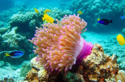 Illustration sessile - Image 1