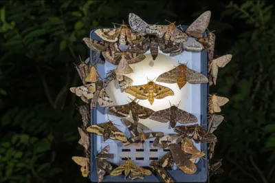 Illustration noctuid - Image 1