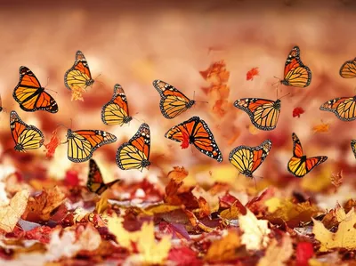 Illustration transient