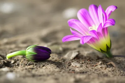 Illustration untimely - Image 1