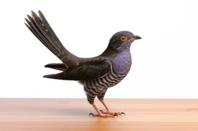 Illustration cuckoo - Image 1