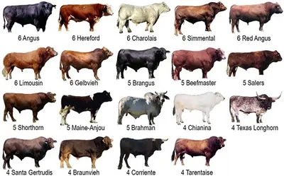 Illustration neat - Image 2