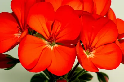 Illustration geraniums - Image 1