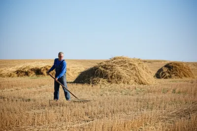 Illustration farmed - Image 1