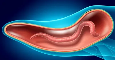 Illustration coelom - Image 1