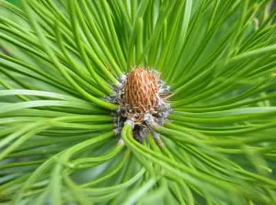 Illustration fascicles - Image 1