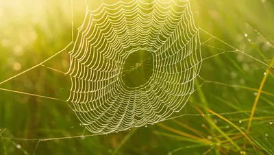 Illustration gossamer - Image 1