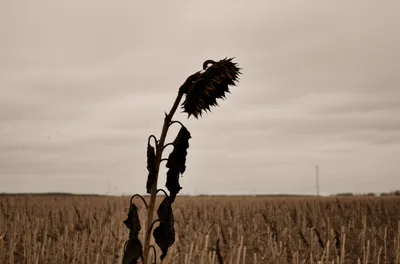 Illustration remained