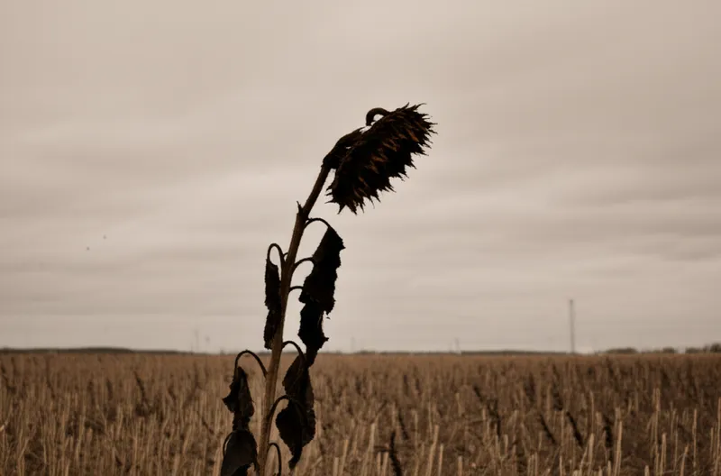 Illustration visuelle du mot « remained » - Rester, demeurer, subsister