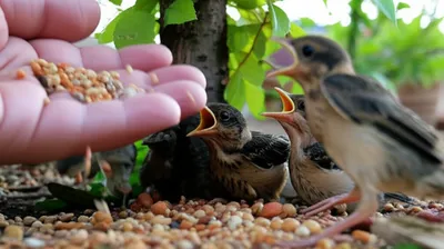 Illustration grubs - Image 1