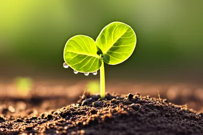 Illustration younger - Image 1