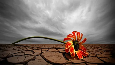 Illustration harms - Image 1