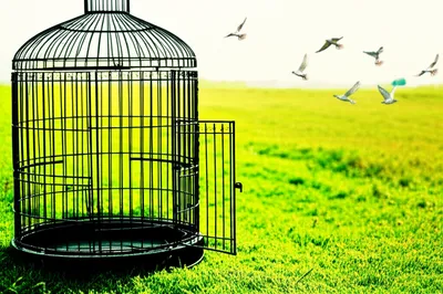 Illustration caging - Image 1