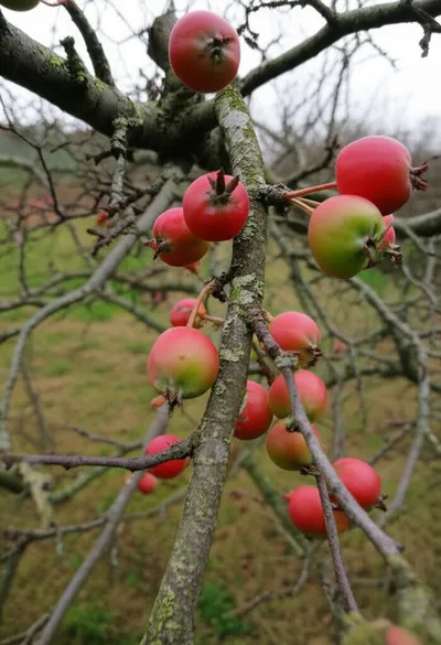 Illustration crabapple - Image 2